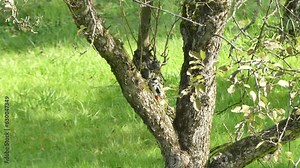Female of Great spotted woodpecker, Dendrocopos major on apple tree. Bird its beak hits the bark of the tree and looking for food in a natural environment on sunny summer day - real time.