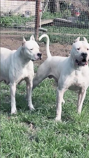 Dogo Argentino😱 The Fierce & Loyal Guardian of Argentina
