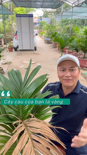 Lá cau vàng không hẳn do thiếu nước! ⚠️ Có thể là bệnh thối nõn do nấm Phytophthora palmivora gây ra – theo nghiên cứu FAO & ĐH Florida. Phát hiện sớm, xử lý kịp thời → cây phục hồi tới 90% #CauLunTuQuy #KySuTinh #ThoiNon #PhongBenhCay #TraiGiongNN1 #CayKhoeLaDep | Cách phân biệt cau lùn chuẩn