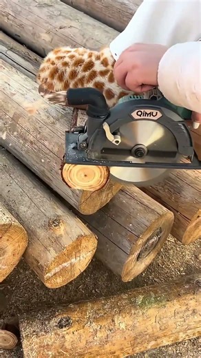 The pleasant sound of sawing wood. #woodworking #carpenter #diy #asmr