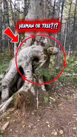 Don’t Go Near These… 3 Scary Trees on Earth #facts #scary #horror #creepy