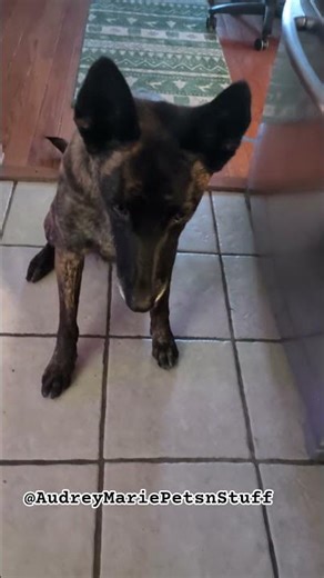 Dutch Shepherd Practices Great Patience #patientdog #dutchshepherd #dog #audreymariepetsnstuff