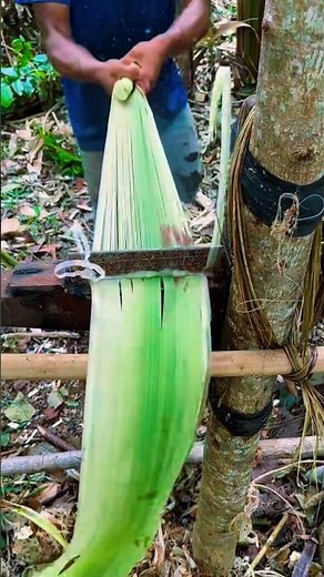 How to Separate Banana Fiber with Simple Tools