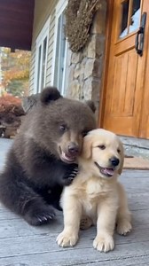Too Cute to Handle! Baby Bear and Puppy's Pure Love! 🐻 🐶 💞 #fblifestyle #bears #puppy #doglover #animallover #petlovers #wildlife #dogsofinstagram #pets #fbreels | I Love Animals