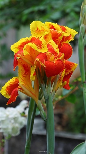 Canna indica flowers | My Beautiful Garden