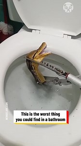 Shocked housewife found a python in the toilet | Lady Panda