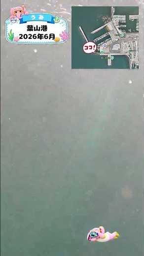 知育動画で楽しく学ぶ【水中映像】今日は魚いるかな？🐟 葉山港の海の中🌊2026年6月
