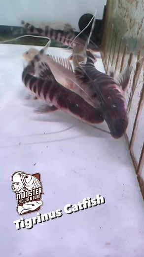 @monsteraquarium “We’ve stumbled upon a rare gem – a genuine tigrinus catfish from Peru. Its striking zebra-like stripes make this fish truly unique and captivating.” #monsteraquariumon9 #catfish #tigrinuscatfish #redtailcatfish #rivermonsters #fypシ | Monster Aquarium Inc.