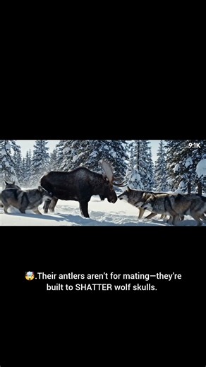 Why Wolves Fear a Moose Kick 😳🐺🦌