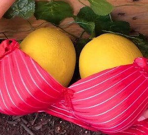 989K views · 1.8K reactions | The Art of Gardening: Tips with a Twist | 5-Minute Crafts | Facebook