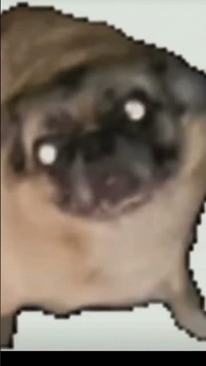 Dancing pug meme #funny #pug #meme#dancingpets