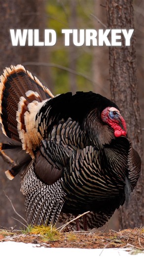 🦃 Wild Turkey in the Wild | Stunning Wildlife Moments in 4K