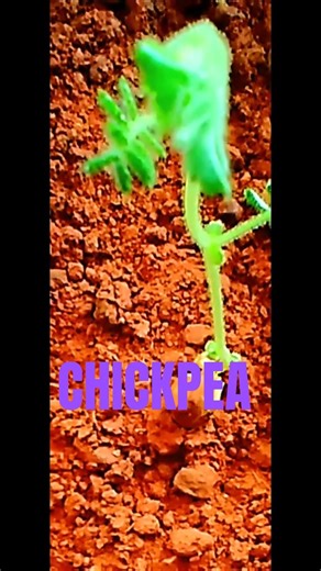 Chickpea plant growing from seed