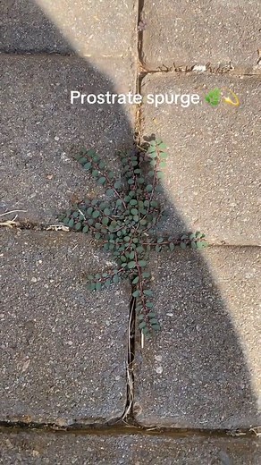 Prostrate Spurge: Benefits & Uses