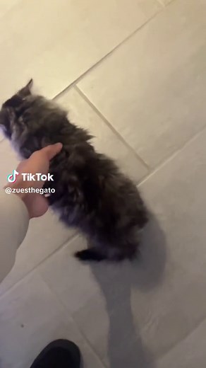 Merrily smashing into the wall ❤️ #fyp #fypシ #catsoftiktok #cat #merrilywefalloutofline #xybca #trending #animals #screaming