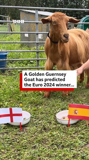 9.3K views · 60 reactions | ⚽️ Is the future 'royal' the GOAT of predictions or just Baaaaa-d?! | BBC Guernsey | Facebook