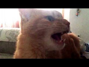 Amazing hissing/growling cat ~ My oldest cat hissing at my new cat
