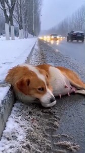 A heavily pregnant dog, her belly swollen and heavy, lay crying on the icy roadside as snow poured down. Cars sped past, splashing freezing slush onto her trembling body, and no one stopped to help. Weak, scared, and alone, she waited in the cold—until a kind stranger finally pulled over, wrapped her in warmth, and rushed her to safety. The stranger took her to the vet, where she finally got the help she needed. #dogs #doglover #kindness #rescue #animals | Inspirational Acts of Kindness