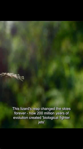 How lizards became pterosaur. #dinosaur #MustWatch #prehistoric #fypシ゚viralシfypシ゚viralシalシ #animalswildlife #LikeFollowShare #fypシ゚viralシfypシ゚viralシalシ2024lシalシ | Zazo