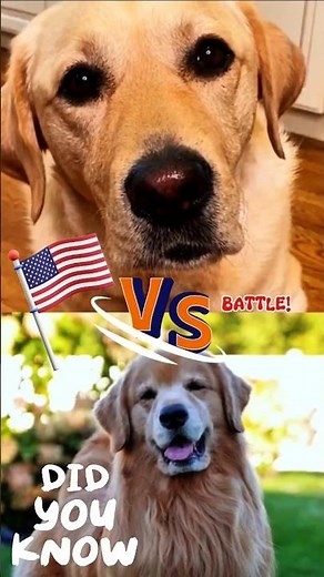 GOLDEN vs LABRADOR: America’s FAVORITE Retriever REVEALED!#GoldenVsLab#DogShowdown#RetrieverWars