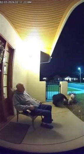 Tiny Dog Saves Sleeping Grandpa From Robber