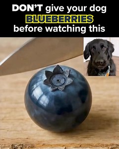 Actor and dog-dad Kevin Hart says there’s a few foods you can add to your dog’s bowl to create some amazing health changes. 🐶 And a lot of these foods are in your kitchen right now. They can help your pup have: ✅More energy ✅Help older dogs move around better ✅Support healthy skin and coat ✅Help with things like paw chewing ✅Help dogs with occasional allergies ✅Reduce bad odors ✅And even support organ health so your dog can live a full, healthy life Take this quick quiz to get personalized insi