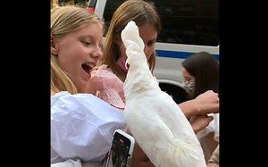 【大白凤头鹦鹉】迅速成为众人焦点的Violet