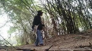 Exploring the Bamboo Forest: A Journey into Nature