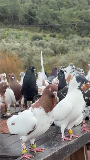 Arabic racer pigeons 🤍🪽❤️ #shortvideo #pigeon #birds #pigeonlover