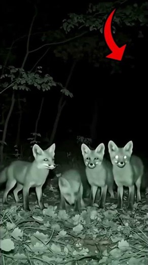 Hidden Camera Catches Fox Family's Sweet Moments #wildlife #nightvision #foxes