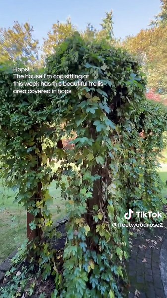 Hops trellis covered in hops on garden arbor