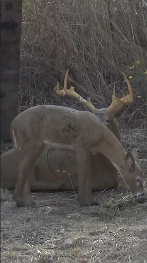 EPIC 58 Yard 3D archery shot at a tournament!