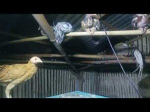 Native chicken farming in the backyard