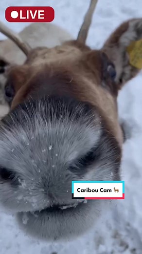 Live Reindeer Cam at Toronto Zoo