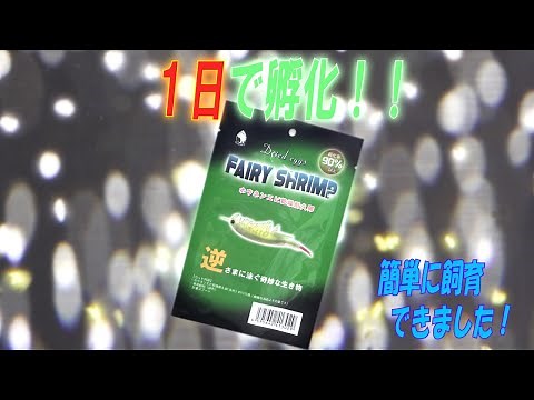【新商品】簡単に飼育できる！？ホウネンエビの卵を孵化して育ててみた！