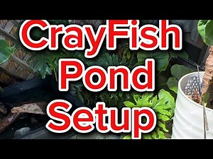 CrayFish Pond SetUp