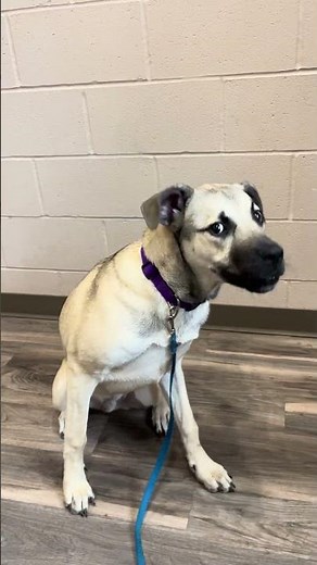 Why must I sit for food? Adorable Rescue Dog, Nash, is still waiting for an adopter! munciearf.com