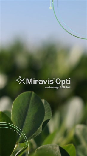 Ortega Hermanos on Instagram: "¿Querés potenciar el rendimiento de tu cultivo de maní? 🥜 🌟 Protegelo con MIRAVIS®️ OPTI con tecnología ADEPIDYN®️ y lográ: ✅ El mejor control en viruela de maní ✅ Rápida penetración en hoja. Te asesoramos: 📲 (3534) 236367 📧 info@ortegahermanos.com.ar #OrtegaHermanos #MiravisOpti #Maní #Fungicida #Syngenta"