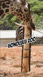 Honolulu Zoo was a great way to break up our trip, they had the cutest animals 🐧🦒 #honolulu #hawaii