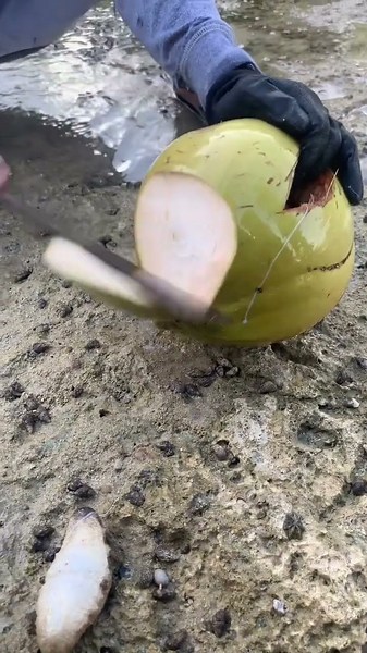 You Won't Believe What’s Hiding Inside This Coconut! 🥥🦀