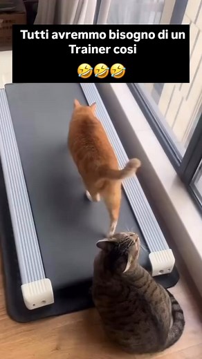 #personaltrainer | Bau & Miao