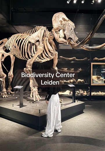 POV: you walked into Naturalis Biodiversity Center in Leiden and forgot what year it is 🦕🧊🦴 Dinosaurs. Ice Age. Human evolution. All under one roof. Every single moment in there hits different. #naturalis #leiden #dinosaur #traveltips #hiddengems