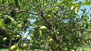 Lemon tree - Agriculture. Brazil