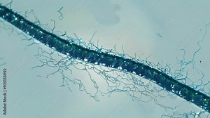 Exploring microscopic algae under the lens in a laboratory setting