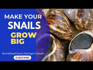 MAKE SNAILS GROW FASTER NATURALLY #soillesssnailfarms