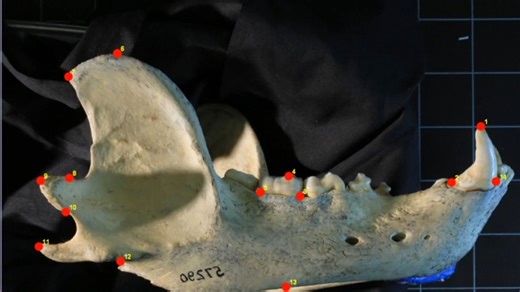 Working with TPSutil and TPSdig