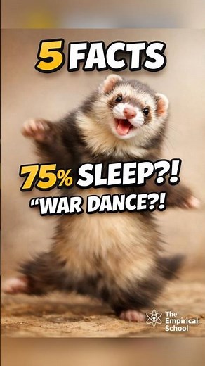 The Secret Life of Ferrets l Why Ferrets Do the “War Dance”