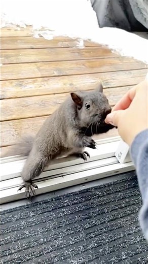 Snack time 🐿️❤️🌰 #squirrellife #cuteanimals #backyardigans #squirrellove #cutesquirrels