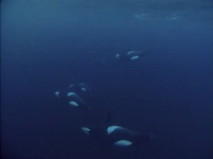 Killer Whales : Wolves of the Sea : David Parer (Producer), Elizabeth Parer-Cook (Producer), David Attenborough 1926- (Narrator), National Geographic Society (U.S.) : Free Download, Borrow, and Streaming : Internet Archive