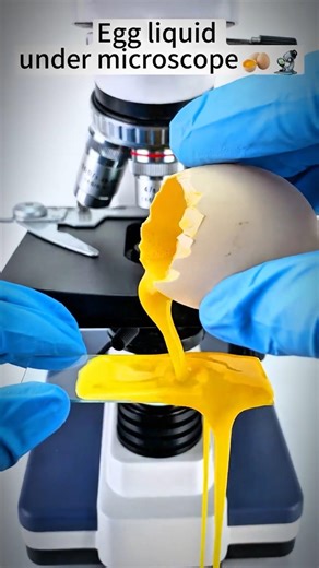 egg🍳#shorts #viral #video #viralvideo #trendingshorts #reels #egg #microscope